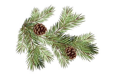 1024 X 640 26 Pine Tree Branches Png Transparent Png 1024x640 Images