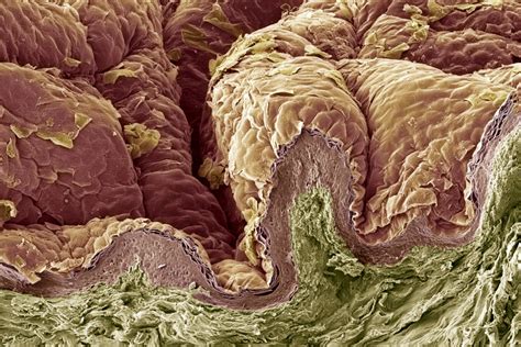 The Layers Of The Integumentary System