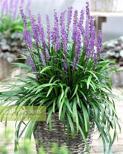 Liriope Muscari In W Stock Photo By Visions Image 0175730