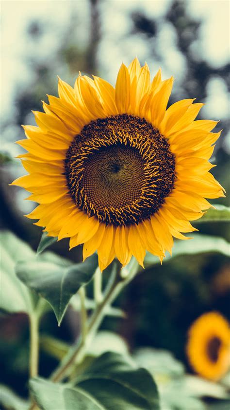 Sunflowers are a reflection of beautiful mornings and so should your wallpaper b. 12 Super Pretty Sunflower iPhone Wallpapers | Preppy ...