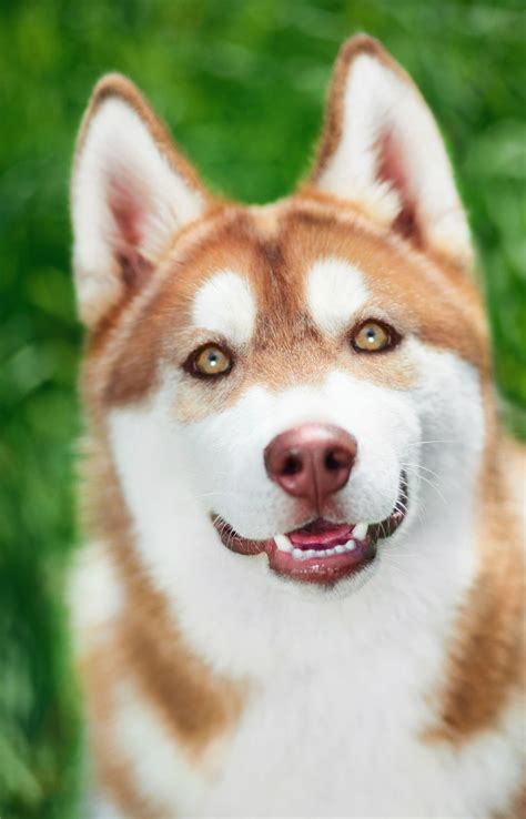 Red Huskies With Blue Eyes