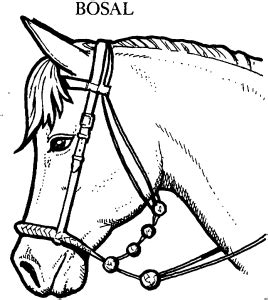 Pferd vorlage zum ausdrucken druckfertig of pferd. Pferd Mit Bosal Ausmalbild & Malvorlage (Tiere)