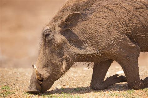 Warthogkruger National Park South Africa Stock Photo Image Of South