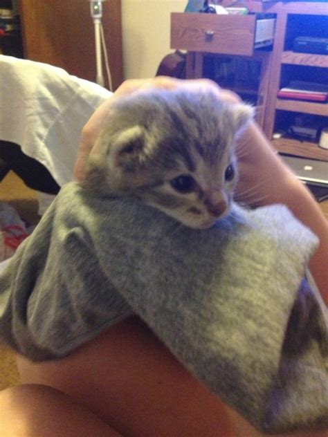 Newborn Kitten On Tumblr