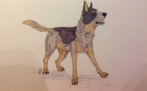 Blue Heeler Acd By Shewolfey On Deviantart