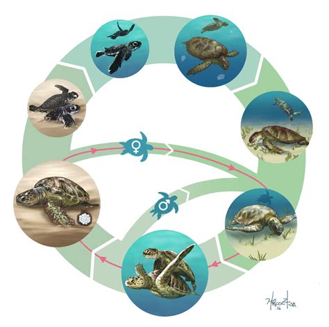 Sea Turtle Life Cycle Sea Turtle Life Cycle Turtle Life Cycle Sexiz Pix