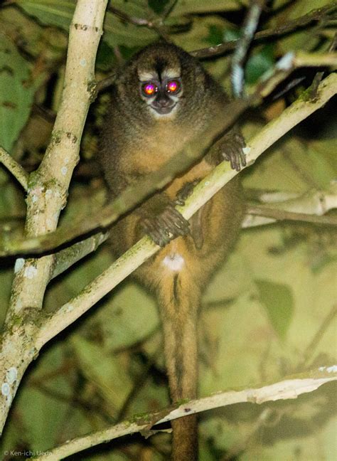 Mico De Noche Andino Primates Del Ecuador · Inaturalist