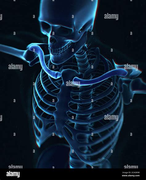 Collar Bone Xray Human Anatomy Skeletal System 3d Illustration Stock