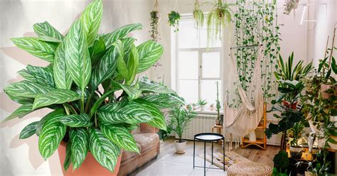 32 Plantas Para Dentro De Casa Com Sombra Super Fáceis De Cuidar