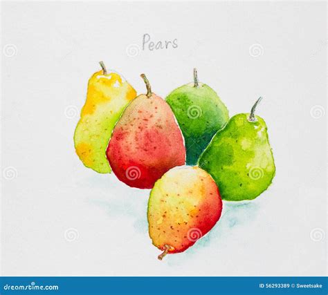 Pears Watercolor Painted Stock Illustration Illustration Of Color