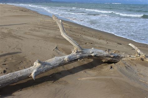 Driftwood Beach Sea Free Photo On Pixabay