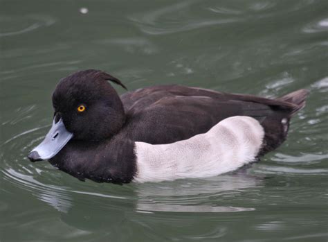 Pictures And Information On Tufted Duck