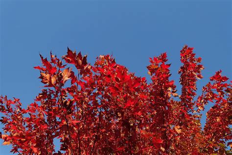 Maples For Fall Top 4 Picks For Rich Color
