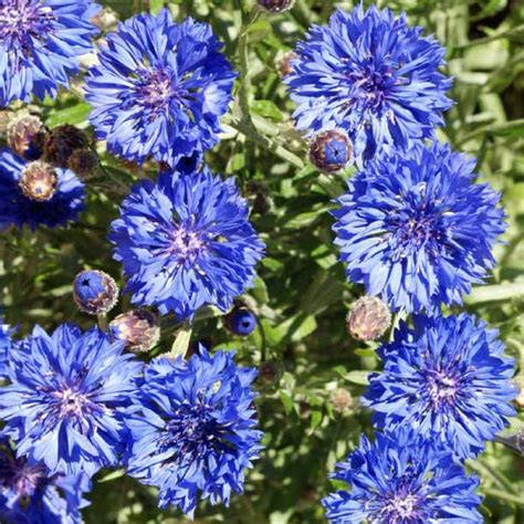 Buy Centaurea Cornflower Dwarf Blue Australian Seed