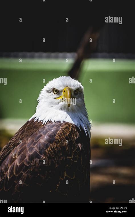 American White Headed Eagle Stock Photo Alamy