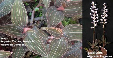 Planting a jewel orchid terrarium mini greenhouse. Jewel Orchid (Ludisia Discolor): Care and Growing Guide