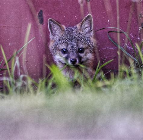 Gray Fox Kits Are Among The Cutest Babies On The Mendonoma Coast