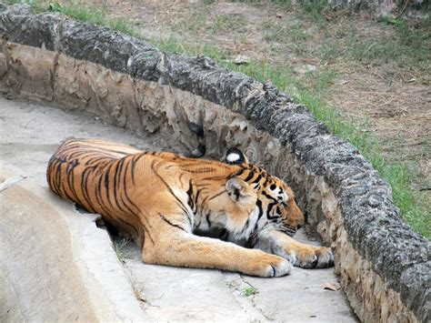 Tigre De Bengala Real Foto De Archivo Imagen De Mirada 62706576
