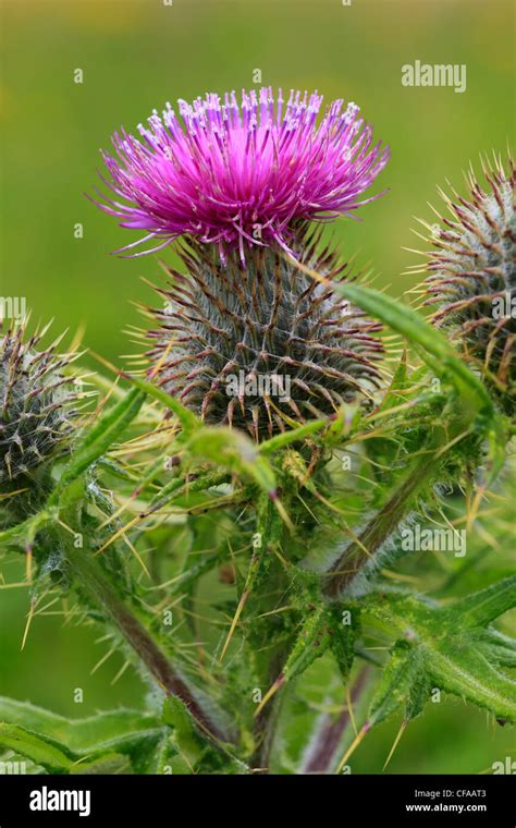 Thistle Thistle Plant Makto Scotland Scottish National Flower
