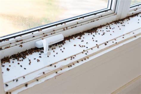 Solved What Are The Tiny Black Bugs In My House Near The Window