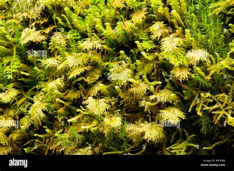 Sphagnum Moss Scotland Hi Res Stock Photography And Images Alamy