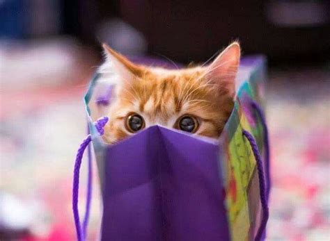 Peek A Boo Cute Cats And Kittens Kittens Cutest Cool Cats Baby