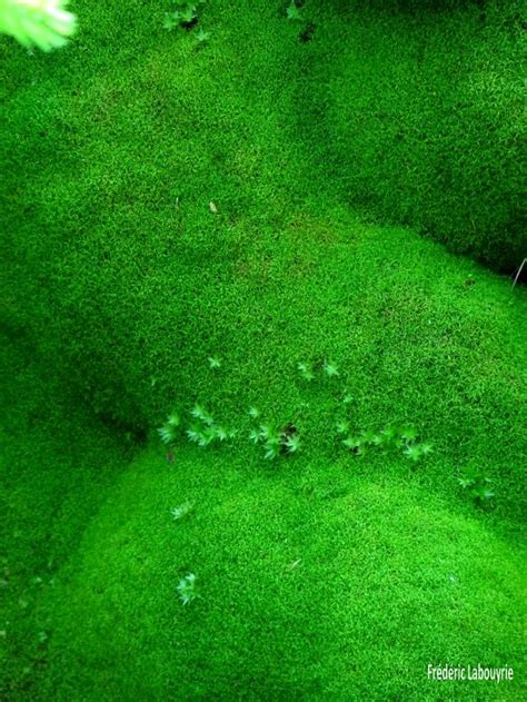 Green Moss Growing On The Side Of A Building