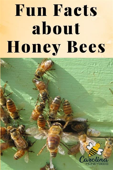 Bee Facts Getting To Know Honey Bees Honey Bee Facts Bee Facts
