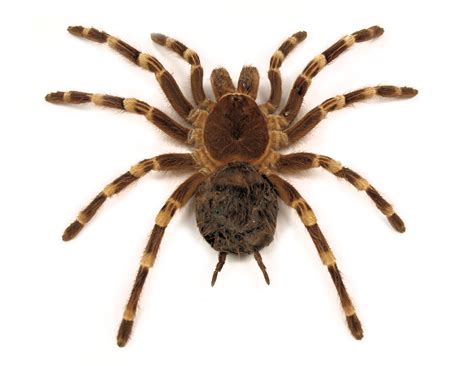 Wolf Spider Wa ~ Wolf Spider