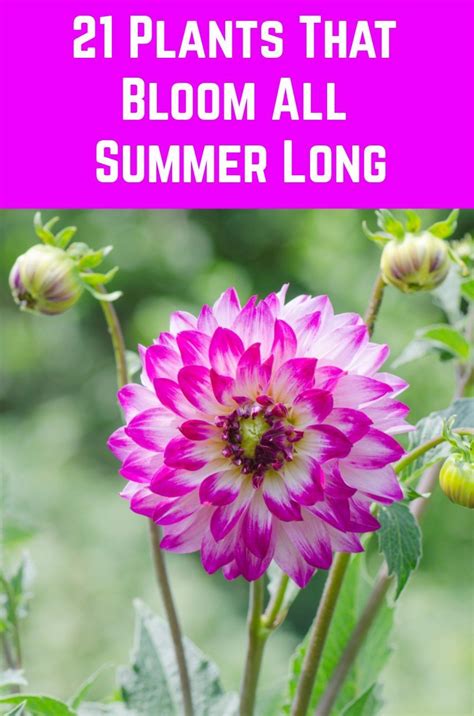 21 Plants That Bloom All Summer Long Perennial Garden Plans Summer