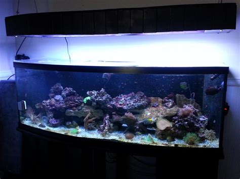 180 Gallon Bow Front Aquarium System Reef2reef Saltwater And Reef