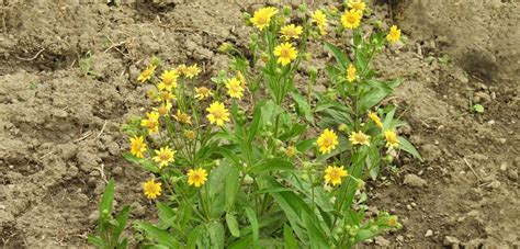 Info And Tips On Growing Arnica Richos Blog