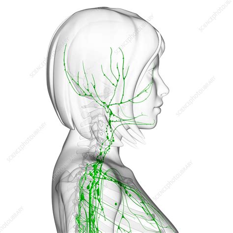 Female Lymphatic System Artwork Stock Image F0062088 Science