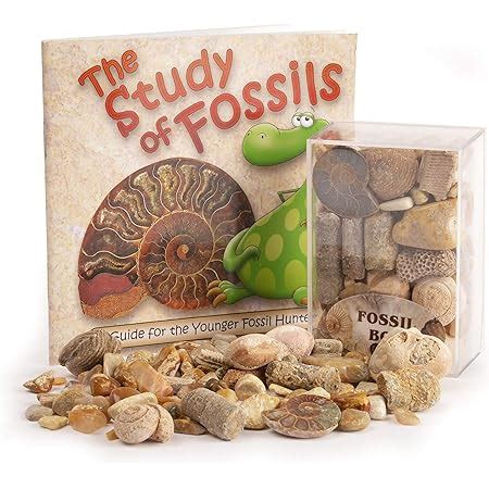 Fossil Collection Kit Contains Genuine Fossils Collection Kit