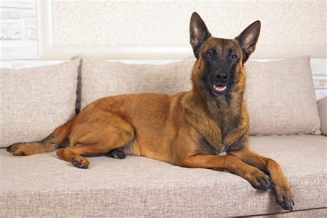 Is The Belgian Malinois The Perfect Dog For You Facty
