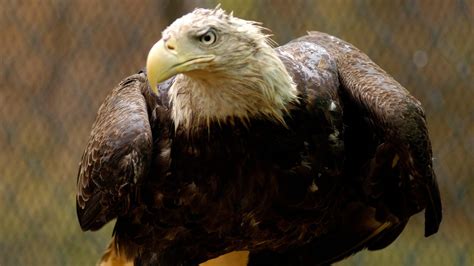 Farm Pesticide May Be Behind Maryland Bald Eagle Deaths Nbc4 Washington