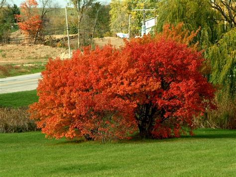 Acer Ginnala Amur Maple Go Botany