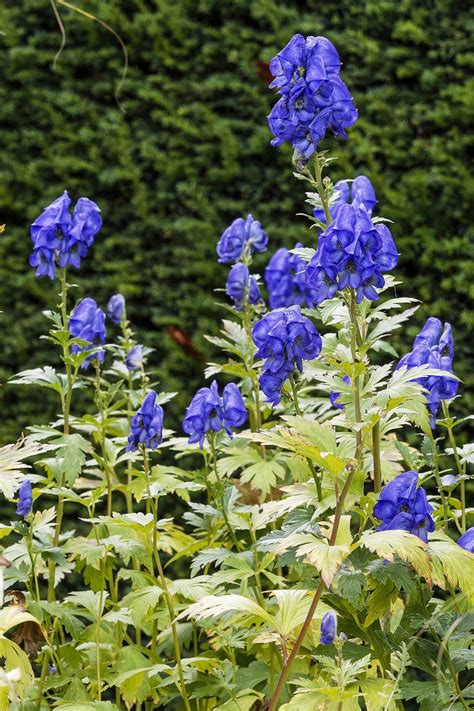 Tall Shade Perennials 10 Flowering Plants That Bloom In The Shade