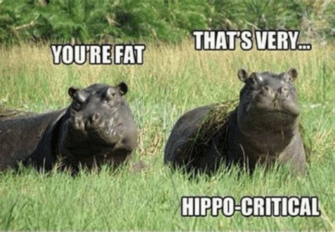 Share them with your friends, or share them with your enemies. Celebrating International Hippo Day With Funny Hippo Memes ...