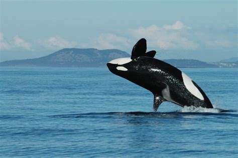 Why Killer Whales Go Through Menopause The New York Times