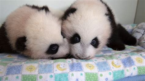 Twin Panda Cubs Names Revealed At Zoo Atlantas 100 Day Celebration