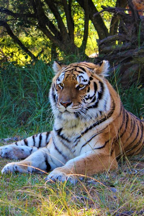 Siberian Tiger | Jukani Wildlife Sanctuary, Plettenberg Bay, South Africa