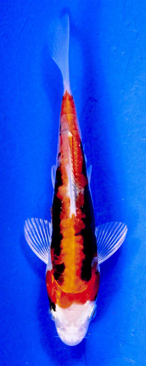 Koi Variety Guide | Blue Ridge Koi & Goldfish