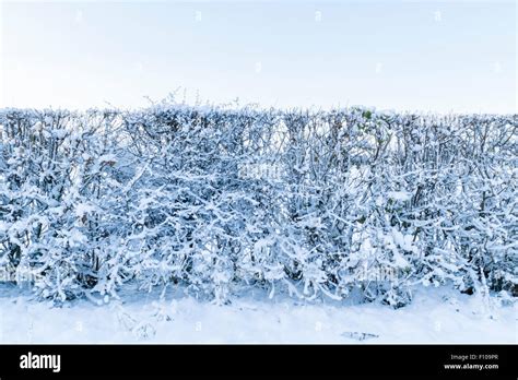 Hedge In Winter Covered With Snow England Uk Stock Photo Alamy