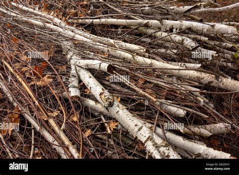 Rotten Branches High Resolution Stock Photography And Images Alamy