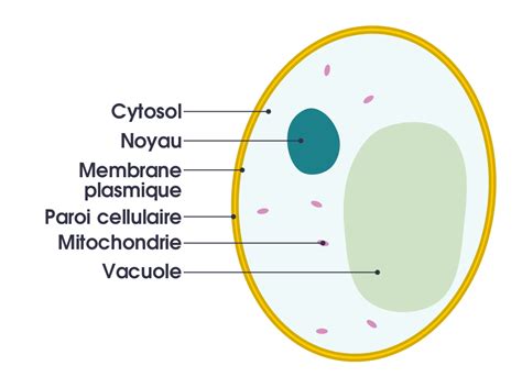 A system of flattened membranes called cisternae (mainpoint: File:Simple diagram of yeast cell (fr).svg - Wikimedia Commons