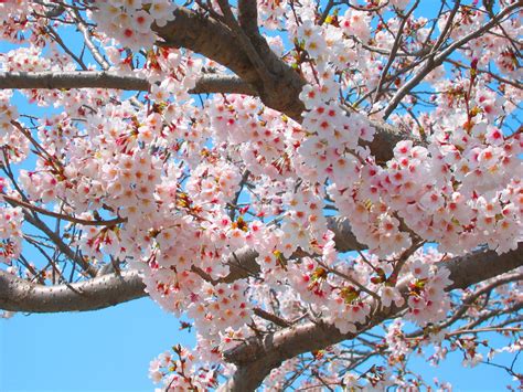 Terbaru 31 Musim Bunga Sakura Di Jepang Gambar