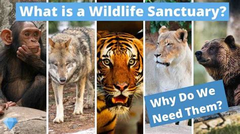Explore 10 Key Difference Between Zoo And Wildlife Sanctuary