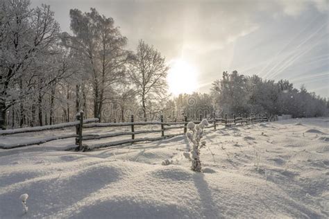 Winter Landscape During Heavy Snowfall Stock Image Image Of Forest