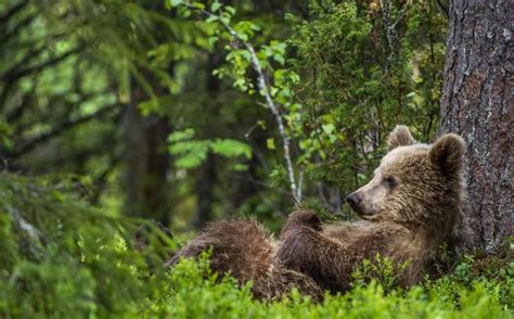 Animali Del Bosco Specie Affascinanti Che Vivono Tra Alberi E Sottobosco